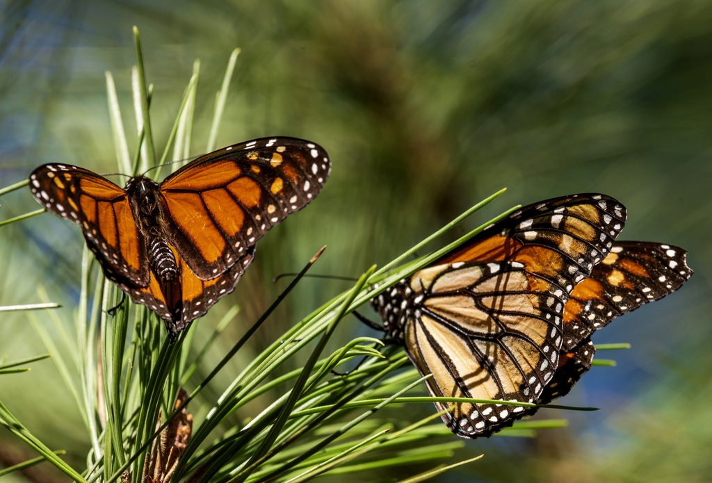 Disminuye el número de mariposas monarca que hibernaron en California el año pasado, según estudio
