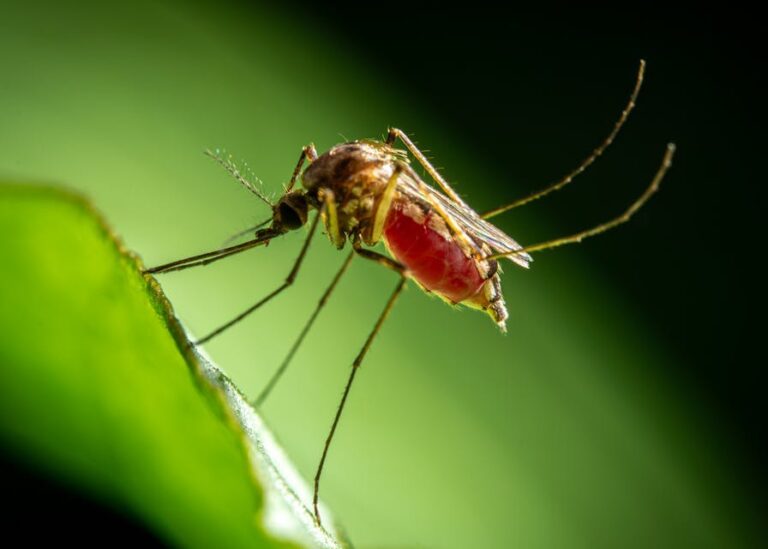 Senadores del PRI solicitan declarar emergencia sanitaria por dengue en Acapulco