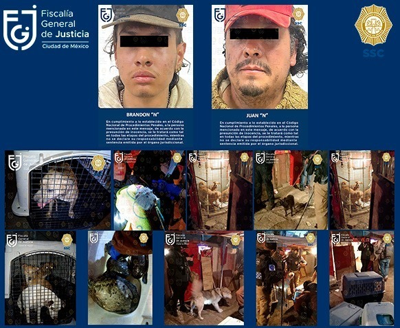 Rescatan 34 canes, 5 tortugas y un cuyo en Xochimilco