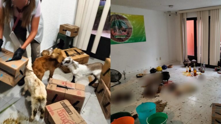 Propaem aseguró 23 animales en operativo por denuncias de actividades de santería en Naucalpan