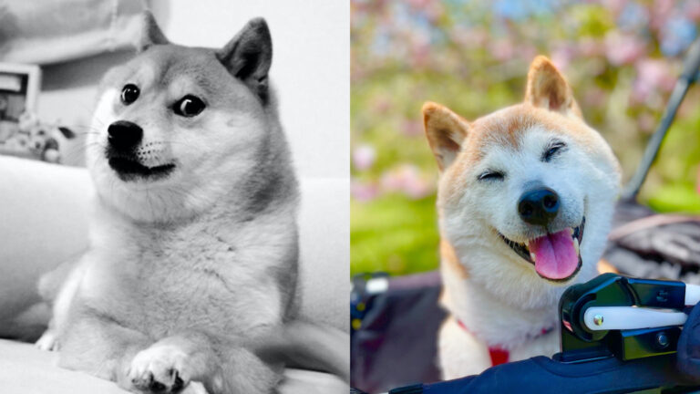 Kabosu, la perrita detrás de los memes y el rostro de Dogecoin murió
